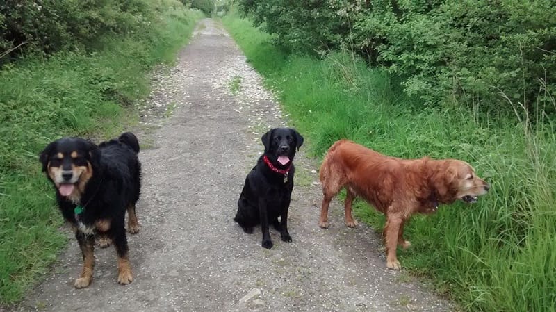 DOG WALKING