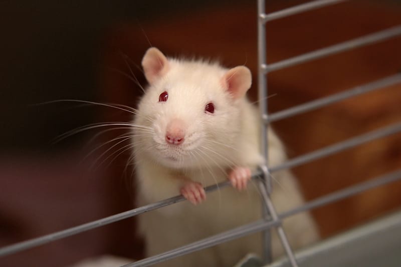 SMALL ANIMAL VISITS/BOARDING