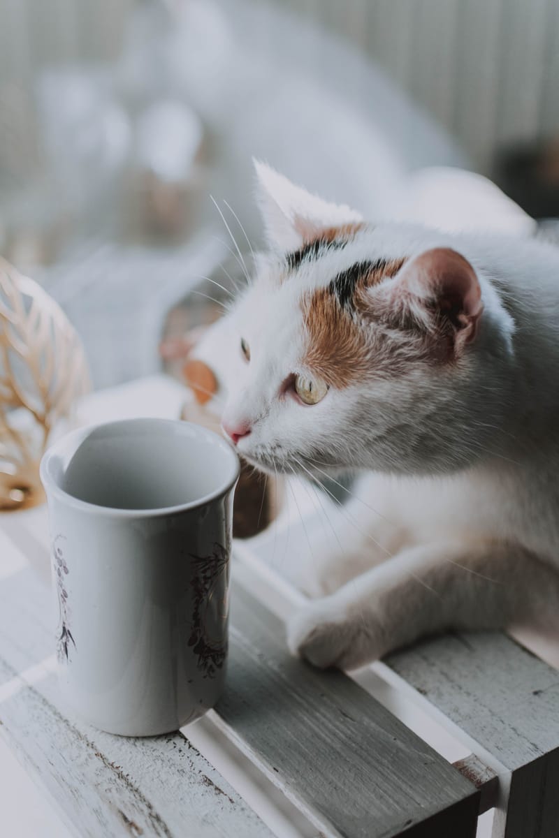 I thought money would bring me happiness but then the cat stole my cream