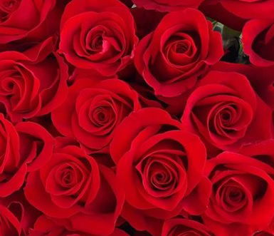 ROSES