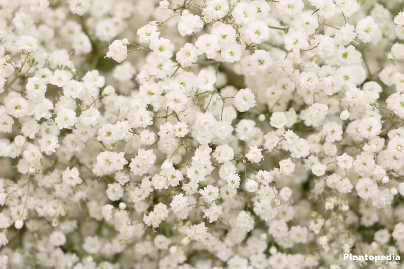 GYPSOPHILA