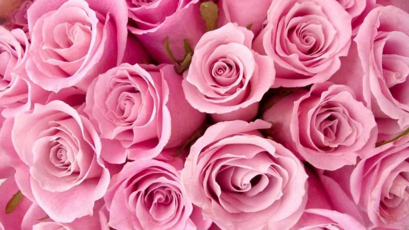 PRESERVED ROSES