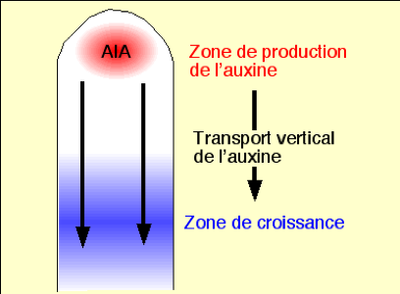 On s&#039;intéresse donc à l&#039;auxine… image