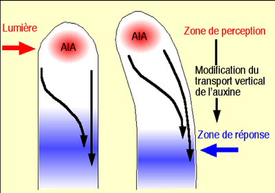 On s&#039;intéresse donc à l&#039;auxine… image