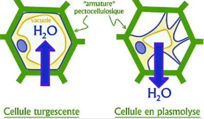 VIII-l&#039;heliotropisme  image