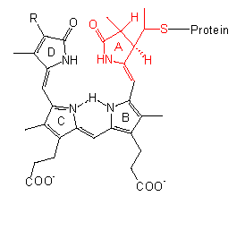 V- l&#039;activation de la phototropine image