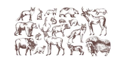 Hypnose régressive : Animal Totem, dialogue avec l’ange, à quoi sert d'être sur Terre ?