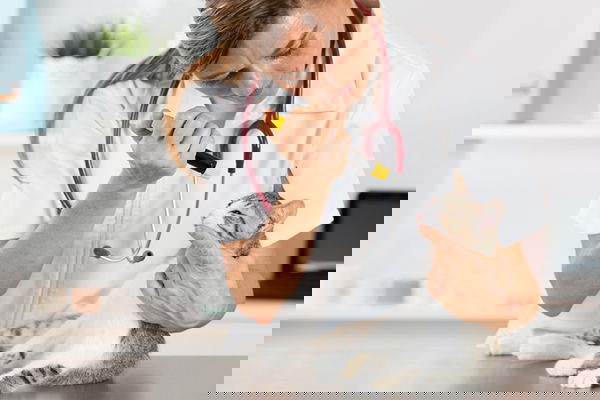 7 نصائح لعلاج عدوى العين عند القطط