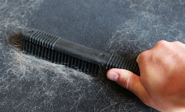 طريقة إزالة شعر القطط من الملابس والأثاث