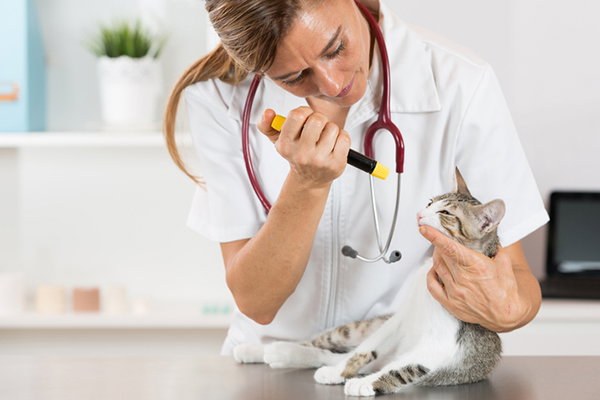7 نصائح لعلاج عدوى العين عند القطط