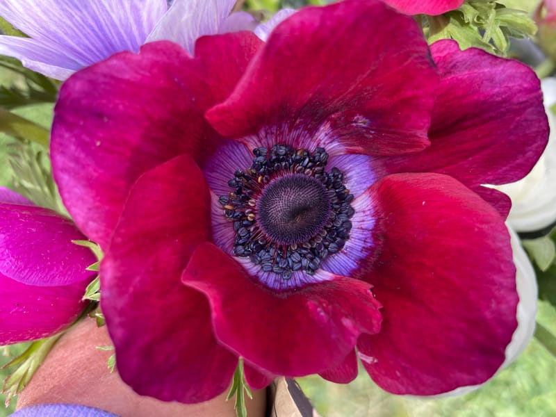 Listening to the Flowers - Sensual Plant Meditation