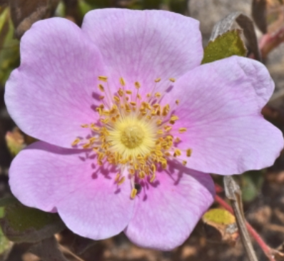 Listening to the Flowers~Plant Spirit Connection