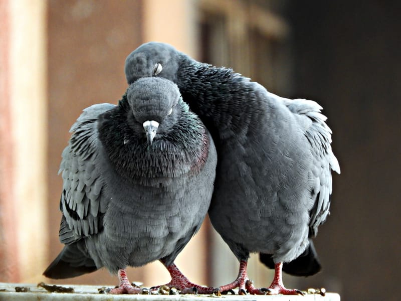 הרחקת יונים וציפורים