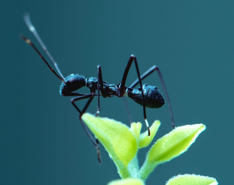 הדברת נמלים