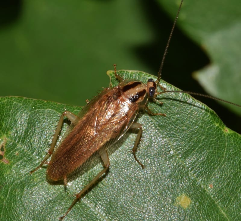 הדברת תיקנים
