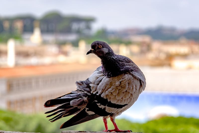 הדברת כיני יונים