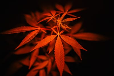 cannabisblogs image