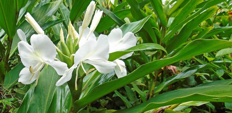 O Lírio do Brejo - Hedychium coronarium