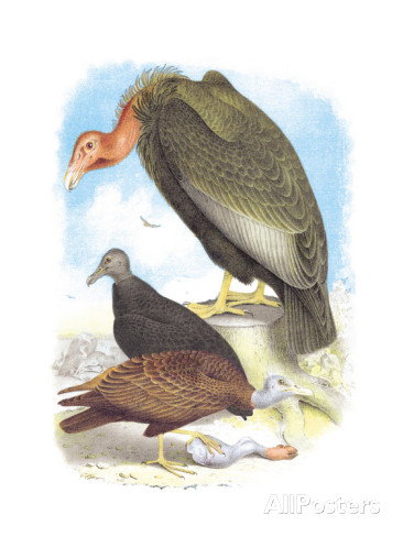 Los pavos no vuelan