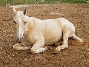 Horse care Therapy - HAT