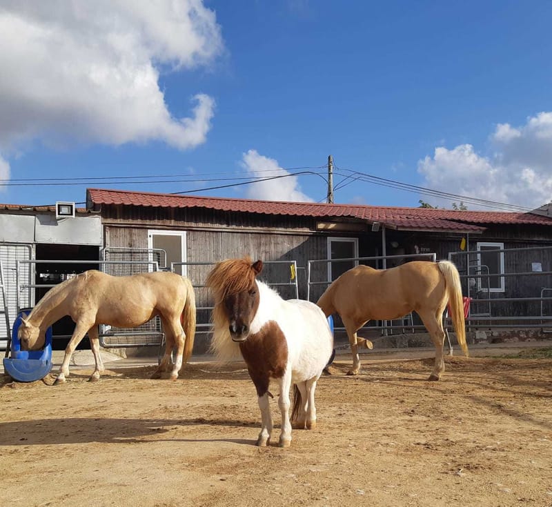 Horse Growth and Learning Workshop (Workshop incorporates EAGALA model tools)