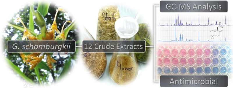 Volatile Chemical Composition, Antibacterial and Antifungal Activities of Extracts from Different Parts of Globba schomburgkii Hook. f.