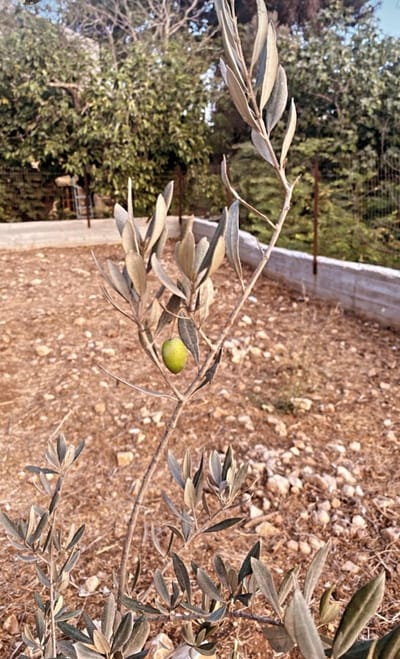 Life Through Her Eyes 5