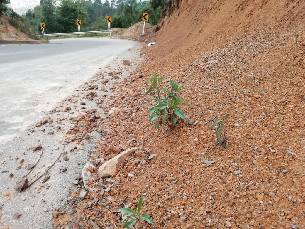 Proliferación de Vegetación en la Base del Talud