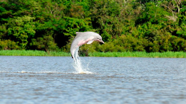 Amazonas majestuoso  5 días / 4 noches