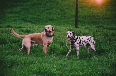 Freaver for community of dog owners
