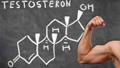 Testosteron | Nedir? | Türevleri Nelerdir?