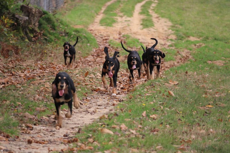 Chiot à partir de 4 mois