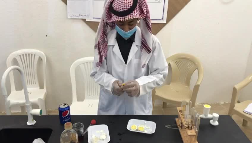 هضم البروتين - مدرسة نيد مجا