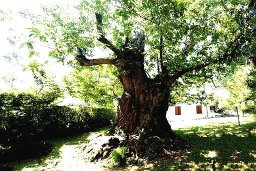 Il Castagno secolare di Montombraro