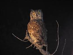 THE OWL TOUR (NIGHT TOUR)