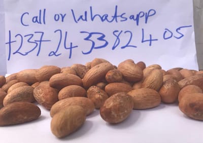 Fresh African Bitter Kola  {Garcina Kola} available for sale