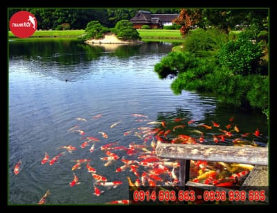 Chuyên Thi công Hồ Cá Koi đẹp | Tặng cặp Cá Koi size 35-45cm | Non bộ Thanh Sơn