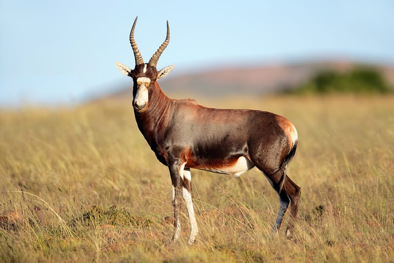Blesbuck