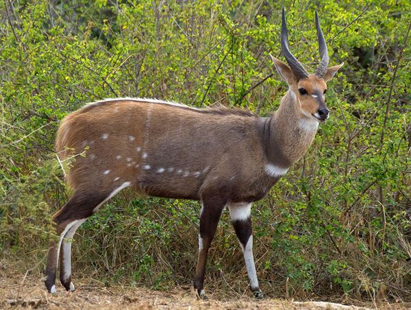 Bushbuck