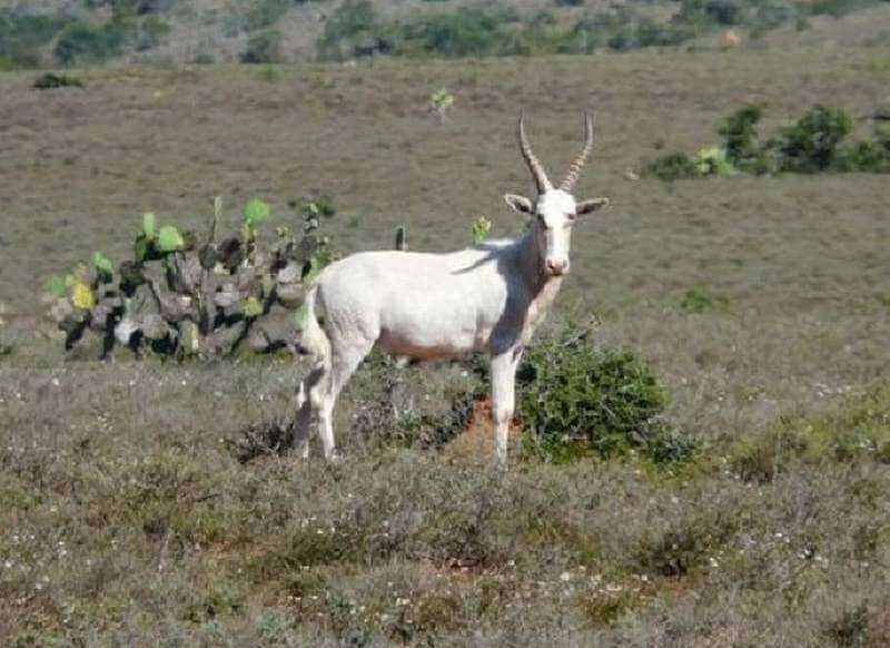 Blesbuck (white)