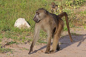baboon