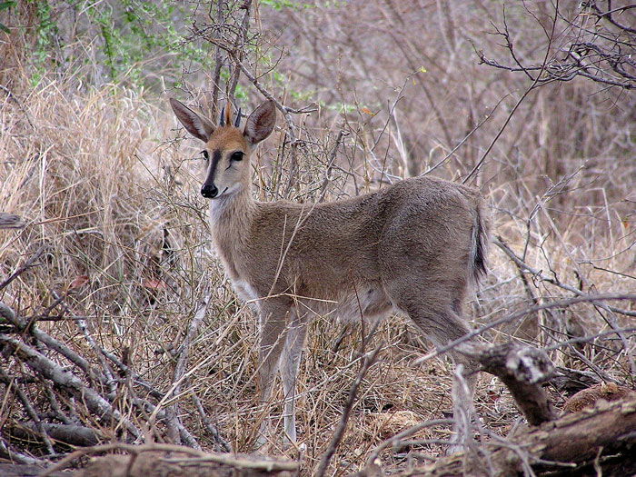 Duiker (common)