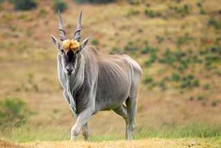 Eland (cape)