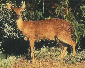 Grysbok (cape)