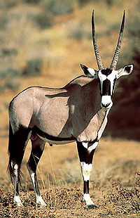Gemsbuck (Oryx)