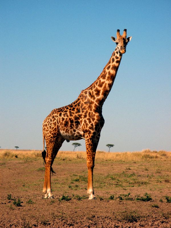 Giraffe