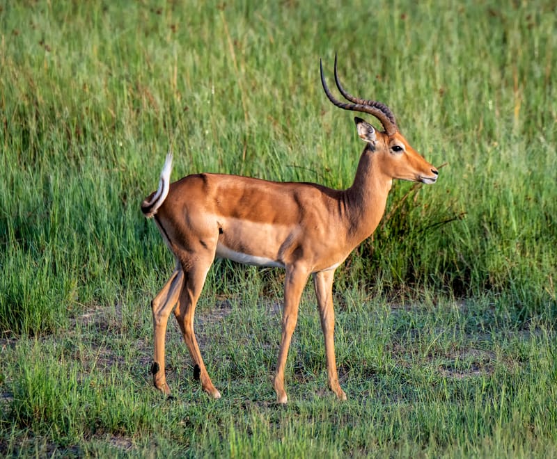 impala