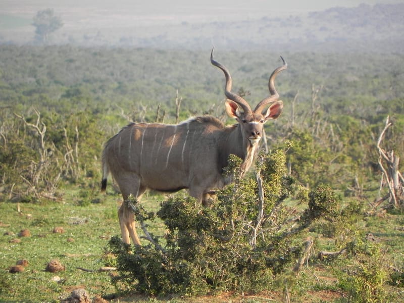 Kudu (Cape)