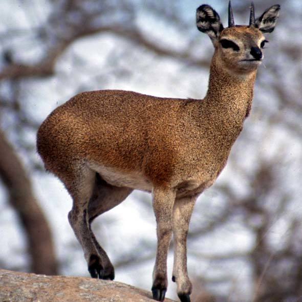 Klipspringer