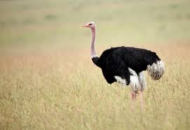 Ostritch